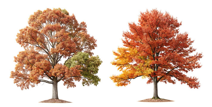 Autumn Quercus palustris (also called pin oak, swamp oak, or Spanish oak) trees isolated png on a transparent background perfectly cutout, AI generative