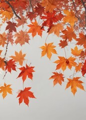 Vibrant red & orange maple leaves falling against pure white ,  october,  multiple leaves