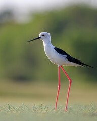 Bird on the beach