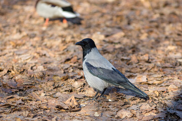 portrait of a crow on fallen leaves