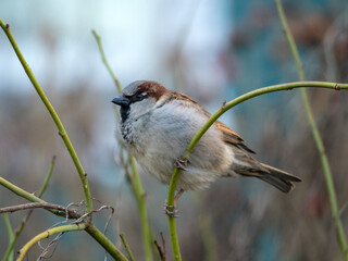 portrait of a sparrow closeup