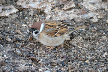 portrait of a sparrow close up