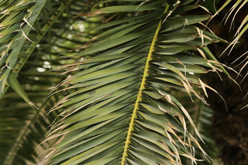 Palm leaf close-up. Tropical background. Nature. Green palm leaves