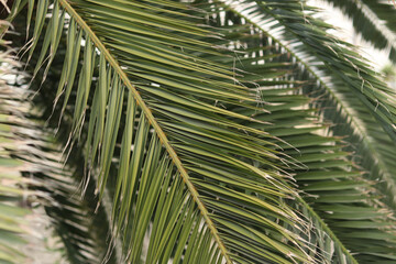 Palm leaf close-up. Tropical background. Nature. Green palm leaves