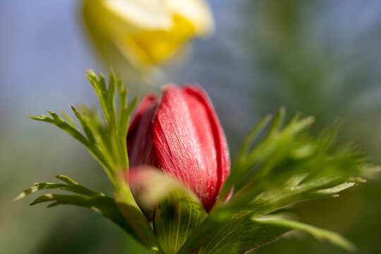 Close-up of a red anemoon