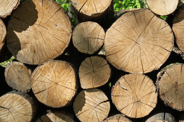 Detailed texture of tree trunks in woodpile
