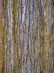 Obraz premium Close-up of moss-covered tree bark in the lush forest of Takachiho Gorge, a scenic area in Kyushu, Japan.