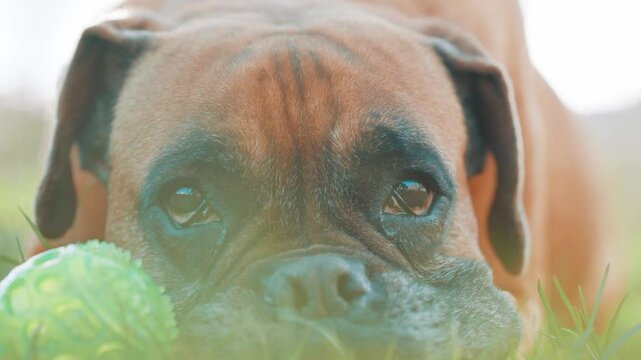 Boxer dog resting with toy in grass