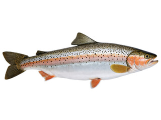 Obraz premium Sea Trout - A fish similar to rainbow trout, often grilled or pan-fried.
