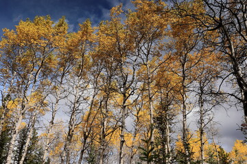 Quaking aspen trees interspersed with some conifers, forest along the Pyramid Lake Beach Road, Pyramid Lake south shore. Jasper NP-Alberta-Canada-140