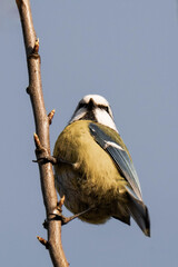 Eurasian blue tit (Cyanistes caeruleus) sitting on a tree branch.