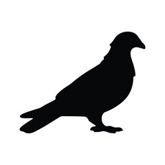 Fototapeta premium Silhouette of Pigeon vector art in black isolated on white background
