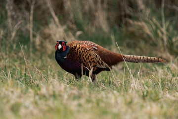Male common pheasant (Phasianus colchicus).
