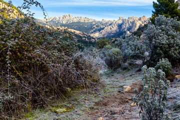 Sendero entre matorrales con escarcha
