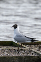 Bonaparte's gull (Chroicocephalus philadelphia).