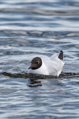Bonaparte's gull (Chroicocephalus philadelphia) swimming in the water.