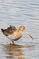Black-tailed godwit (Limosa limosa) looking for food. 