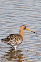 Black-tailed godwit (Limosa limosa) looking for food. 