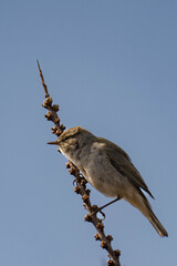 Common chiffchaff sitting on top of a tree.