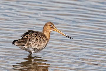 Black-tailed godwit (Limosa limosa) looking for food. 