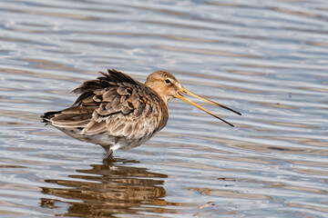 Black-tailed godwit (Limosa limosa) looking for food. 