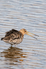 Black-tailed godwit (Limosa limosa) looking for food. 