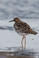 Female ruff (Calidris pugnax) looking for food.