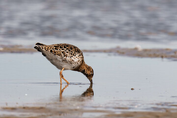 Female ruff (Calidris pugnax) looking for food.