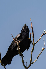 Rook (Corvus frugilegus) sitting on top of a tree.