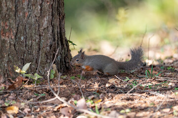 可愛いニホンリス
