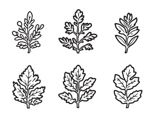 Oregano set vector line art illustration