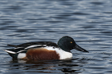 Northern shoveler (Spatula clypeata) male swimming in the water.	