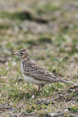 Eurasian skylark (Alauda arvensis)