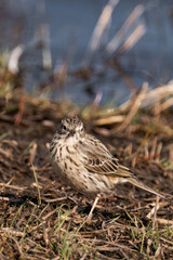 Meadow pipit (Anthus pratensis)