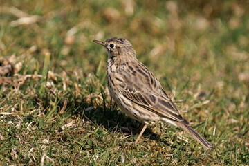 Meadow pipit (Anthus pratensis)