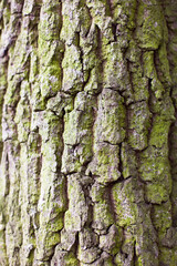  Natural Bark Surface, Forest Background