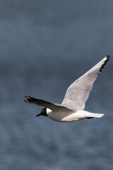 Bonaparte's gull (Chroicocephalus philadelphia) in flight.