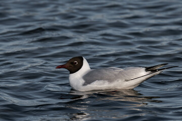 Bonaparte's gull (Chroicocephalus philadelphia) swimming in the water.