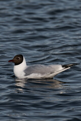 Bonaparte's gull (Chroicocephalus philadelphia) swimming in the water.