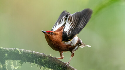 The club-winged manakin is a small passerine bird that is a resident breeding species on the western slopes of the Colombian Andes and in the cloud forests of northwestern Ecuador.