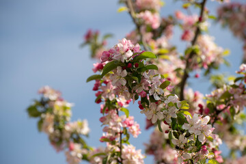 Crab Apple Tree Blossom