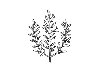 Rosemary vector line art illustration