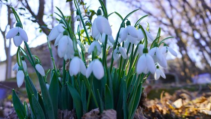 Obraz premium spring flowers in the snow