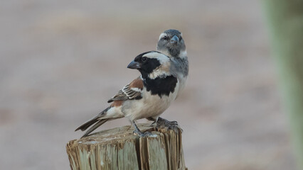 Cape Sparrow, Sossusvlei, Namibia