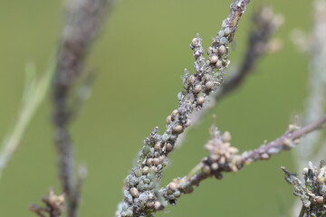 a plant infested by mealybugs 