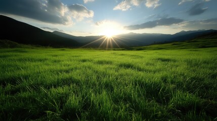 Lush green meadow at sunset, mountains in background