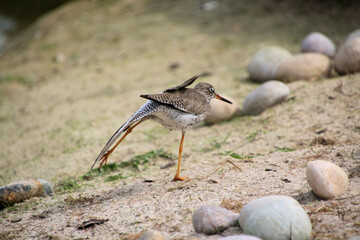 A close up of a Red Shank