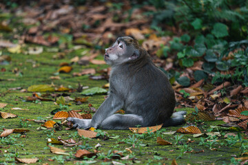 Mono sentado en el suelo, mono bostezando, Ubud, Bali, Indonesia, Monkey forest