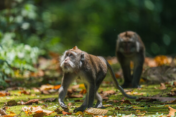 Monos caminando entre hojas en el Monkey Forest, Ubud, Bali, Indonesia