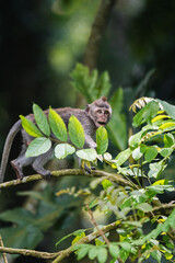 Mono pequeño caminando por una rama en la selva, Ubud, Bali, Indonesia